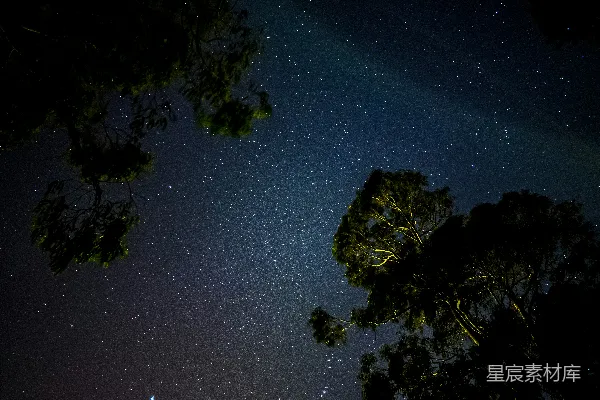 高清摄影 夜空下的树影
