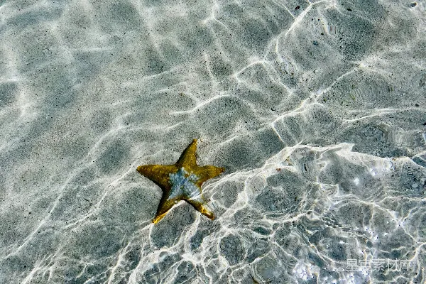 高清摄影 海滩上的海星
