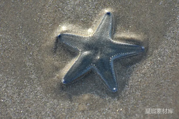 高清摄影 海滩上的海星