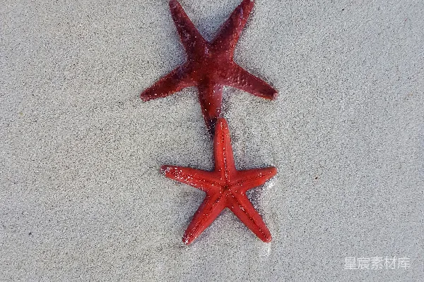 高清摄影 沙滩上的红色海星