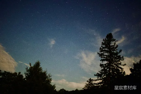 高清摄影 夜空下的松树