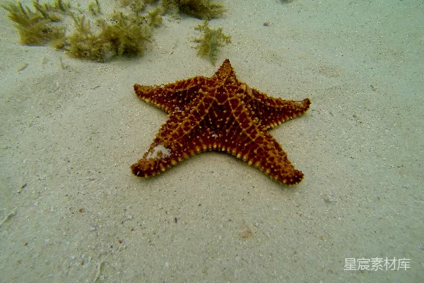 高清摄影 海底的海星