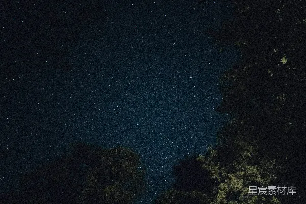 高清摄影 夜空下的树梢