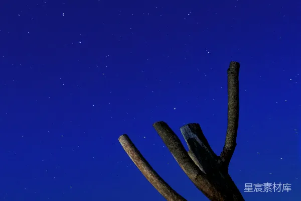 高清摄影 夜空下的枯枝