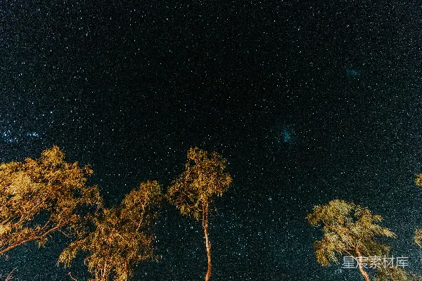 高清摄影 星空下的树梢