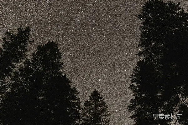 高清摄影 夜空下的松树剪影