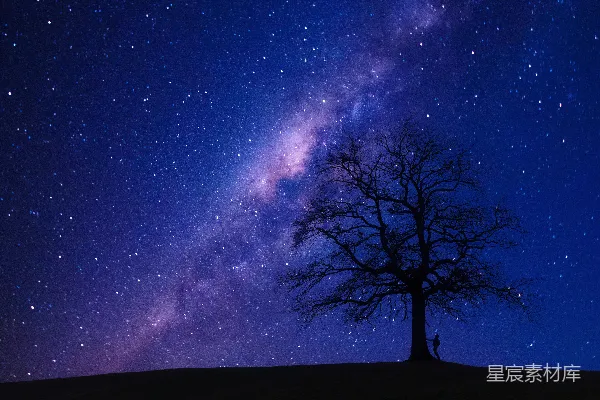 高清摄影 夜空中树下的星空