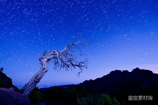 高清摄影 星轨下的枯树