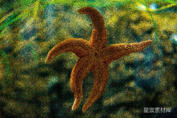 高清摄影 海底的五指海星