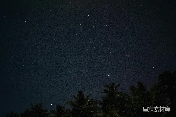 高清摄影 夜空下的椰子树