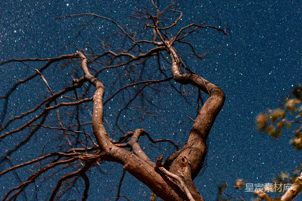 高清摄影 夜空下的枯树