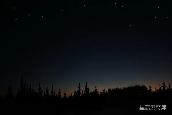 高清摄影 夜空下的松树林