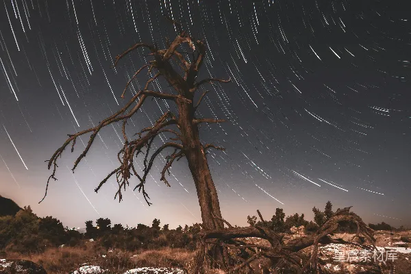 高清摄影 夜空下的枯树与星轨