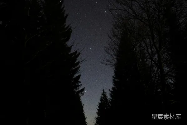 高清摄影 夜空中的森林剪影