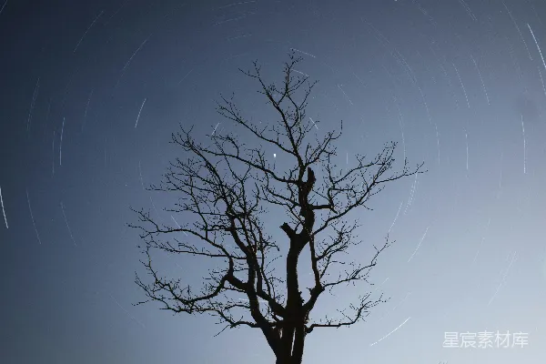 高清摄影 夜空下的树影与星轨