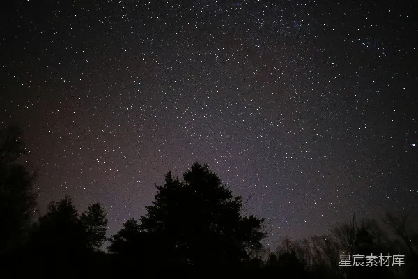 高清摄影 夜空中的繁星与树影