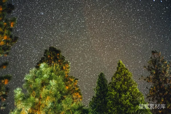 高清摄影 夜空下的松树林