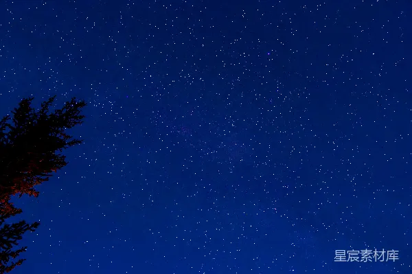 高清摄影 夜空下的树与星辰