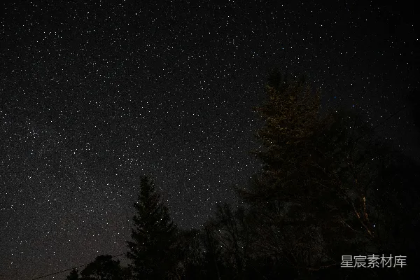 高清摄影 夜空下的星星与树木