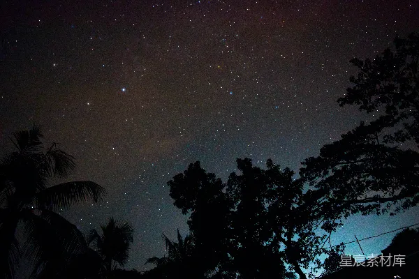 高清摄影 夜空下的树影