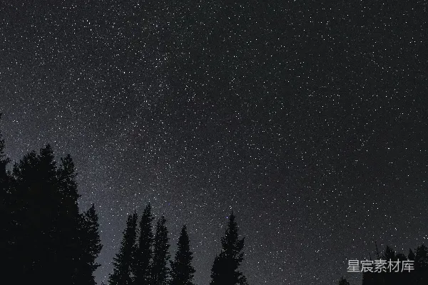 高清摄影 夜空下的松林