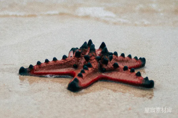 高清摄影 海滩上的红海星