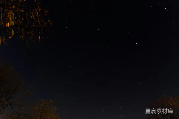 高清摄影 夜空下的树与星辰