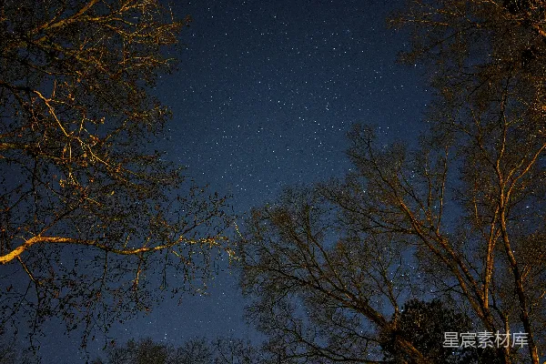 高清摄影 冬夜星空下的树影