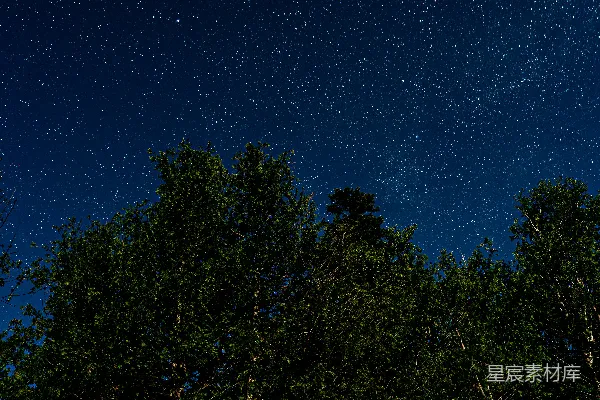 高清摄影 星空下的树梢