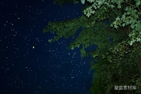 高清摄影 夜空下的树与星星