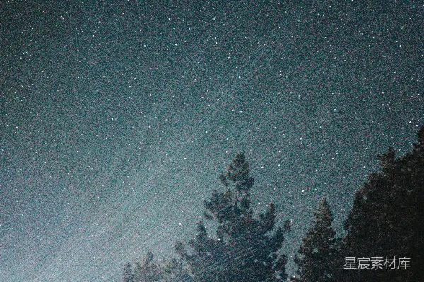 高清摄影 夜空下的森林