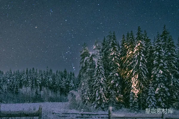 高清摄影 冬夜星空下的雪林