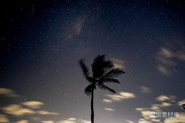 高清摄影 星空中椰子树的剪影