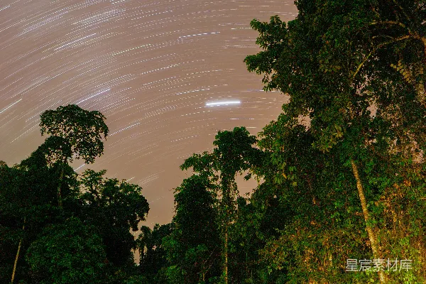 高清摄影 星轨下的森林夜景