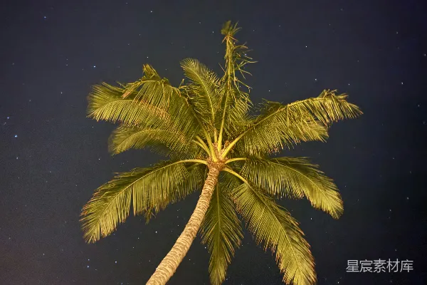 高清摄影 椰子树下的夜空