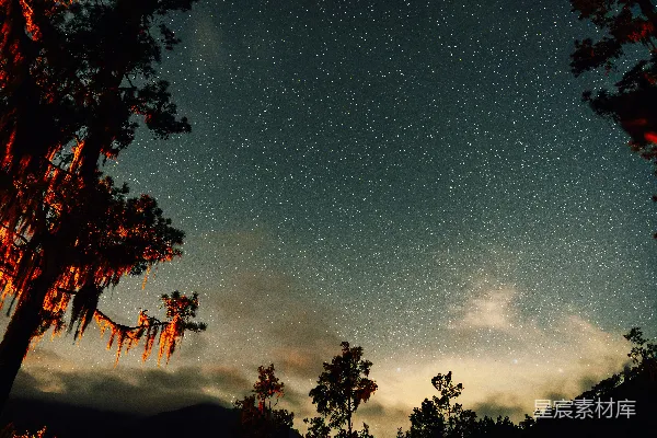 高清摄影 夜晚的星河与树影