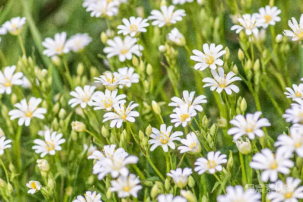 高清摄影 繁星点点的白花田野