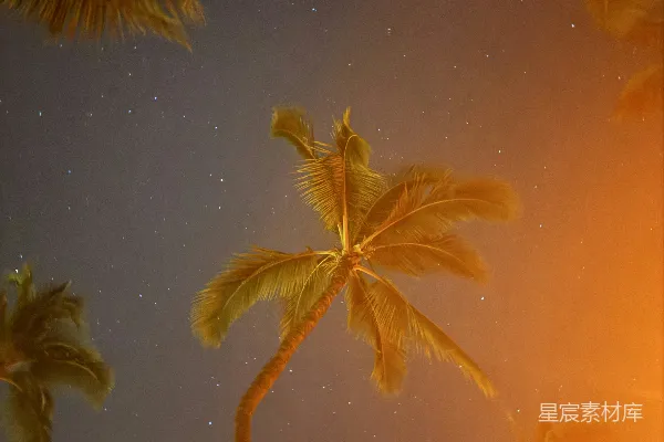 高清摄影 夜空下的椰子树