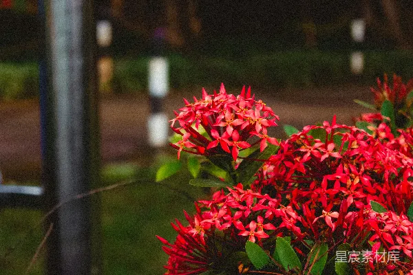 高清摄影 夜幕下的红色花束