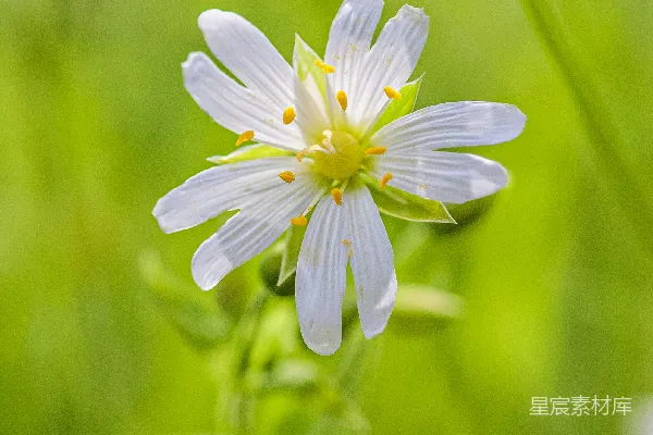 高清摄影 自然中的白花