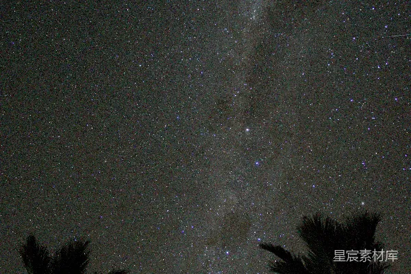 高清摄影 夜空下的椰子树