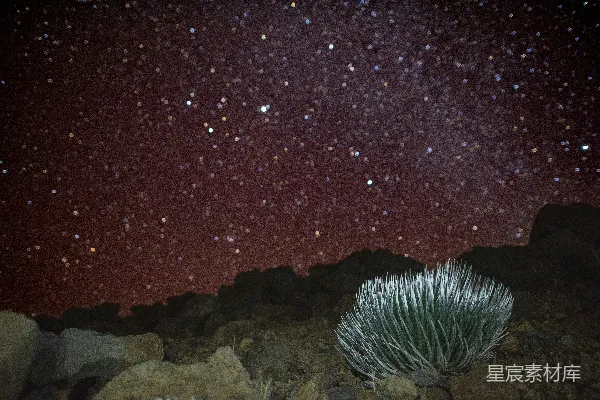 高清摄影 星空下的火山植物