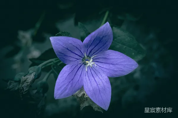 高清摄影 紫色铃铛花的静谧之美