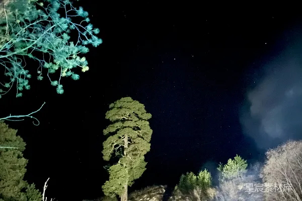 高清摄影 夜空下的孤树