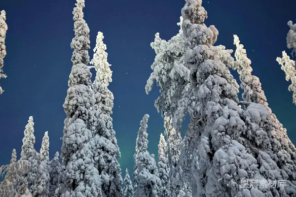 高清摄影 雪夜中的森林与北极光