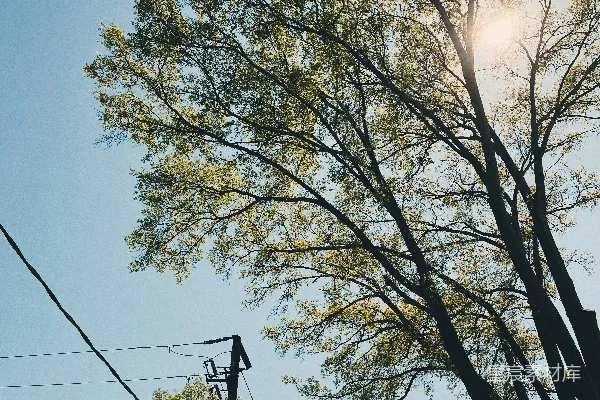 高清摄影 树梢下的阳光