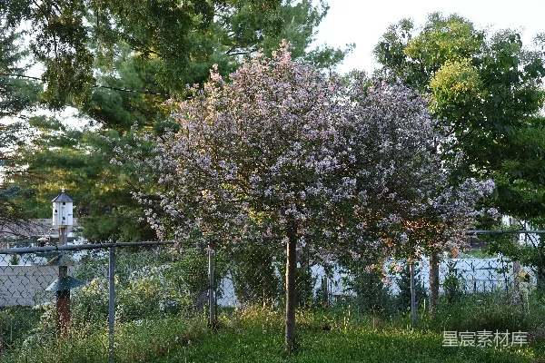 高清摄影 夕阳下的紫色花树