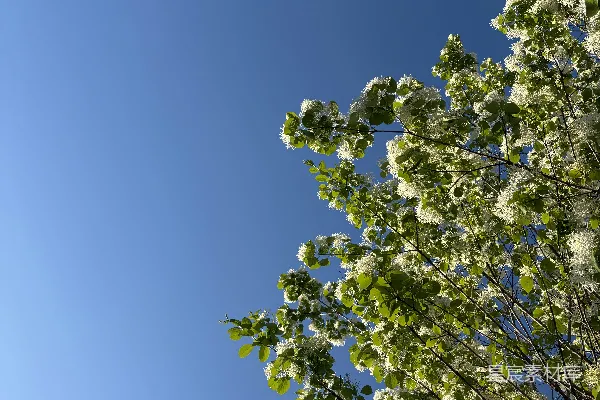 高清摄影 蓝天下的繁花