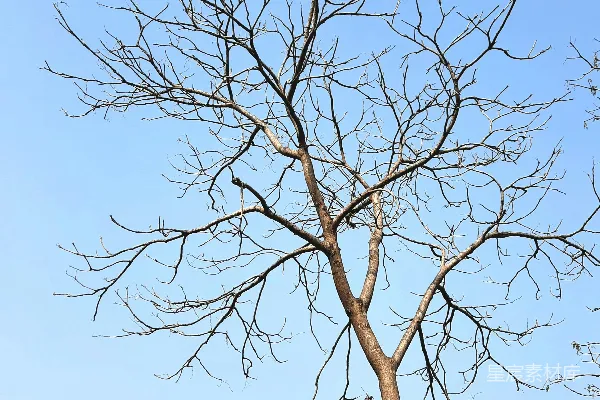 高清摄影 冬日枯枝下的天空