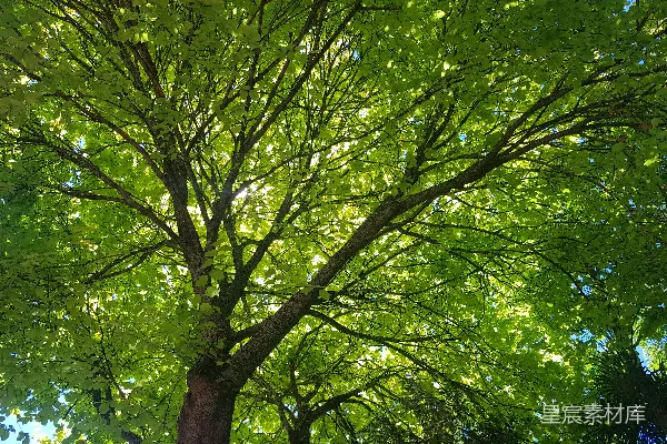 高清摄影 夏日树荫下的自然之美